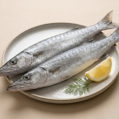 Barracuda / Cheela / Sheela (Small)