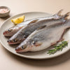 Basa / Pangasius / Pangas / Freshwater Catfish