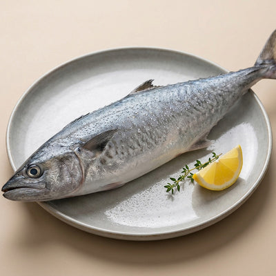 King Fish / Neymeen / Surmai