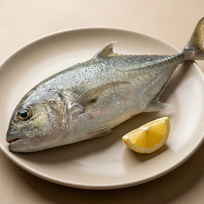 Trevally / Sea Vatta