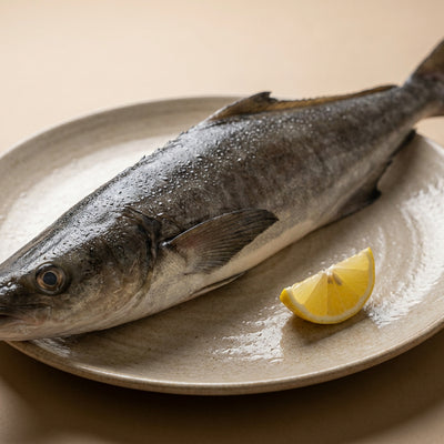 Motha / Cobia /  Black King Fish