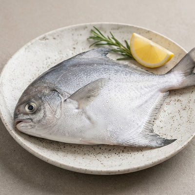 Pomfret / Avoli / Safed Pomfret